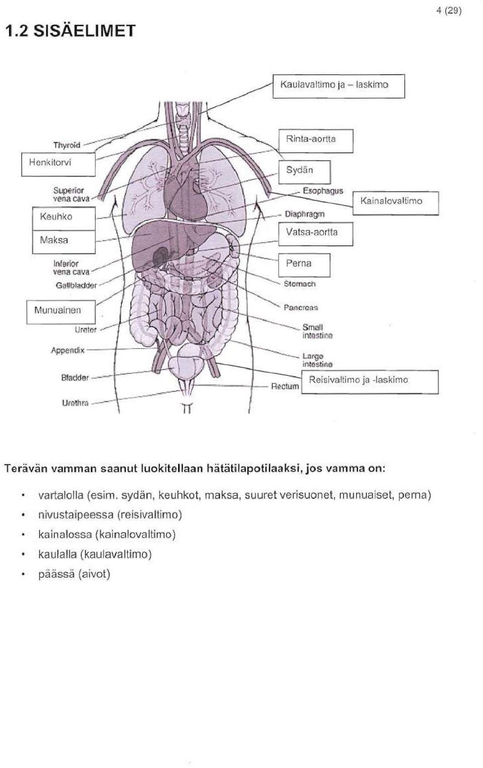 ..m 8Iadder,- Urell1ra - Teravan vamman saanut luokitellaan hatatilapotilaaksi, jos vamma on: vartalolla