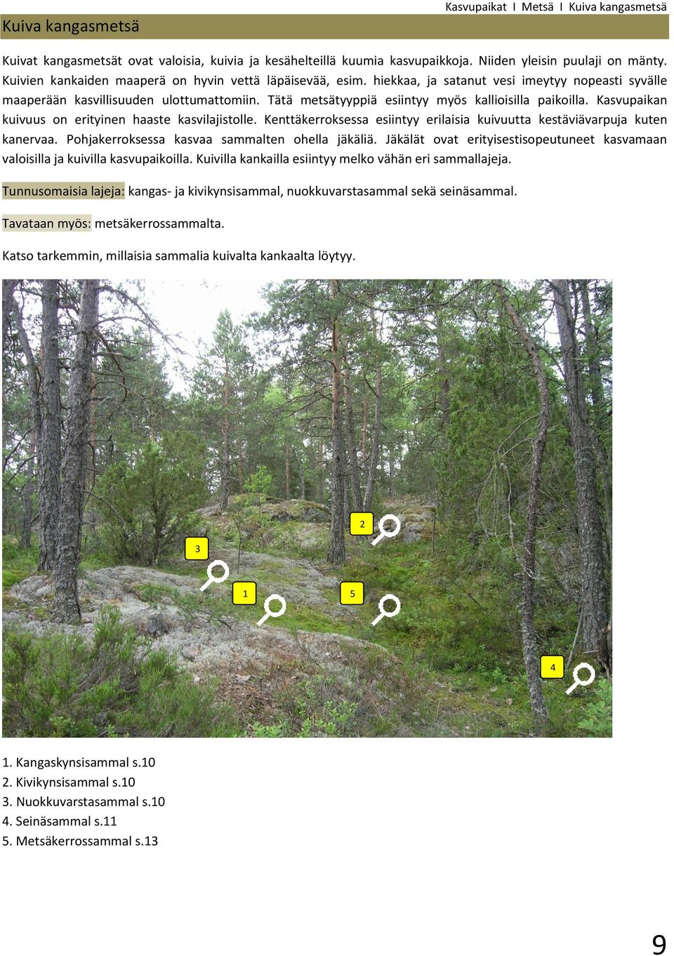 erityinen haaste kasvilajistolle Kenttäkerroksessa esiintyy erilaisia kuivuutta kestäviävarpuja kuten kanervaa Pohjakerroksessa kasvaa sammalten ohella jäkäliä Jäkälät ovat erityisestisopeutuneet