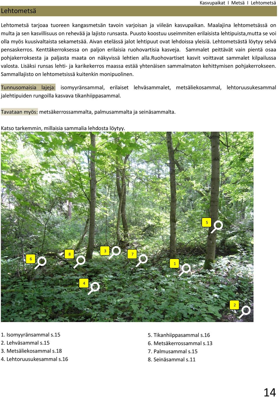 pensaskerros Kenttäkerroksessa on paljon erilaisia ruohovartisia kasveja Sammalet peittävät vain pientä osaa pohjakerroksesta ja paljasta maata on näkyvissä lehtien allaruohovartiset kasvit voittavat