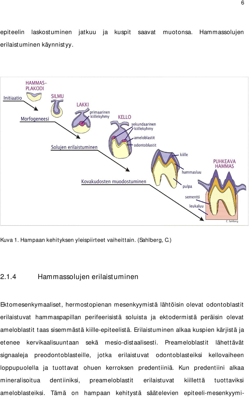4 Hammassolujen erilaistuminen Ektomesenkymaaliset, hermostopienan mesenkyymistä lähtöisin olevat odontoblastit erilaistuvat hammaspapillan perifeerisistä soluista ja ektodermistä peräisin olevat