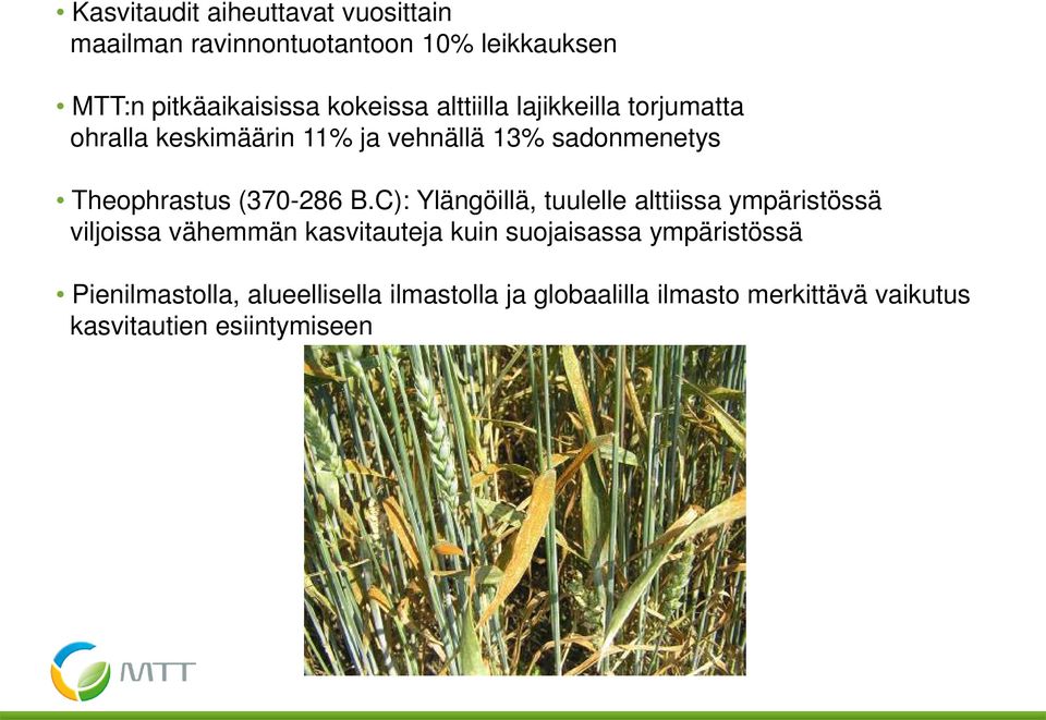 C): Ylängöillä, tuulelle alttiissa ympäristössä viljoissa vähemmän kasvitauteja kuin suojaisassa ympäristössä