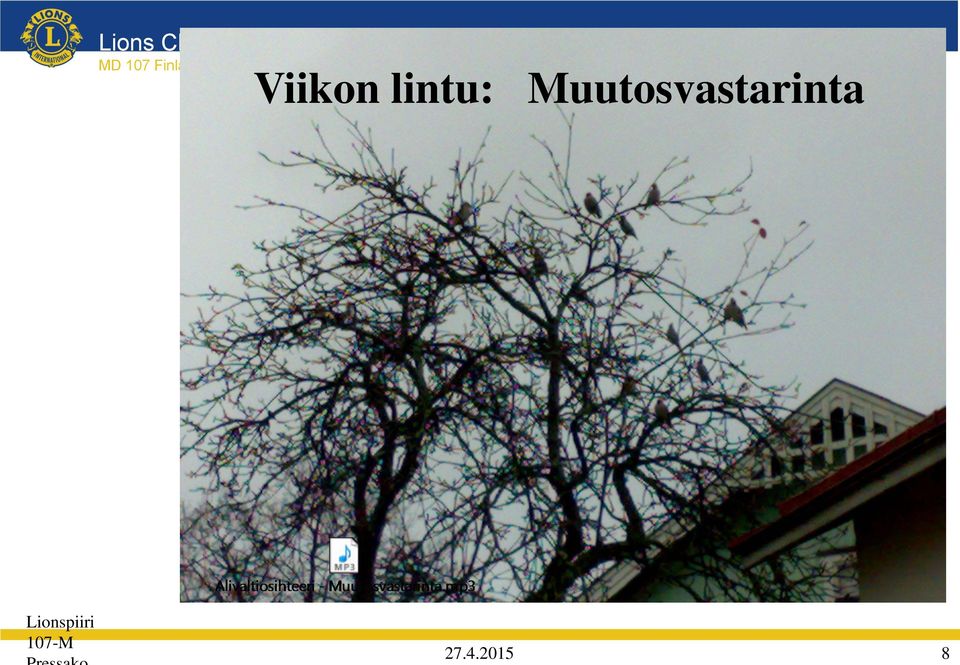 Finland Viikon lintu: