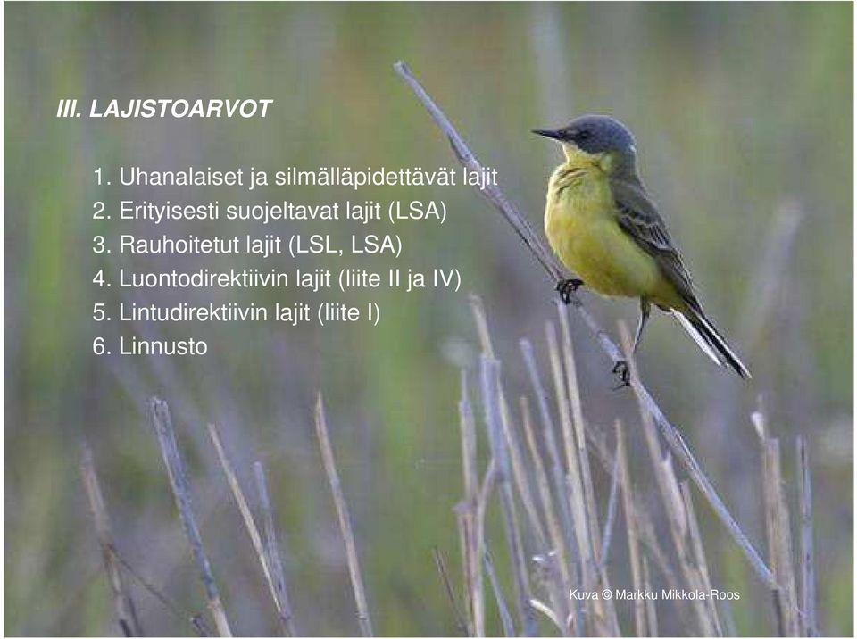 Erityisesti suojeltavat lajit (LSA) 3.