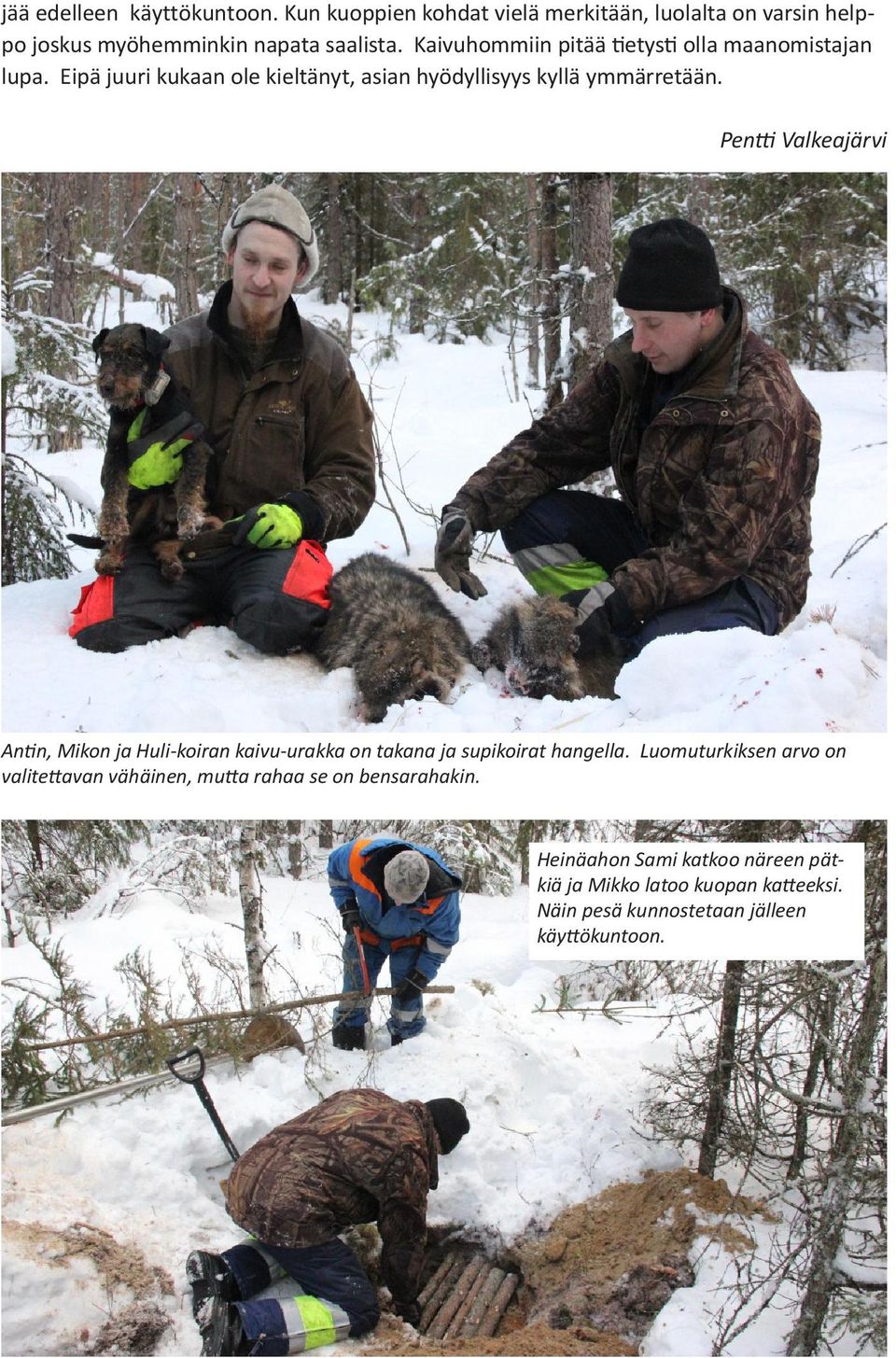 Pentti Valkeajärvi Antin, Mikon ja Huli-koiran kaivu-urakka on takana ja supikoirat hangella.