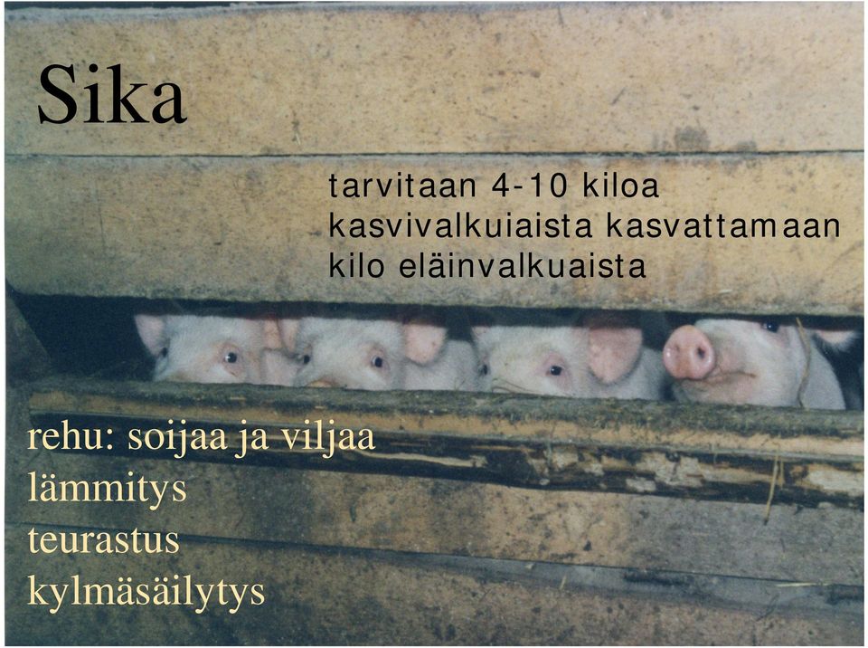 kilo eläinvalkuaista rehu: