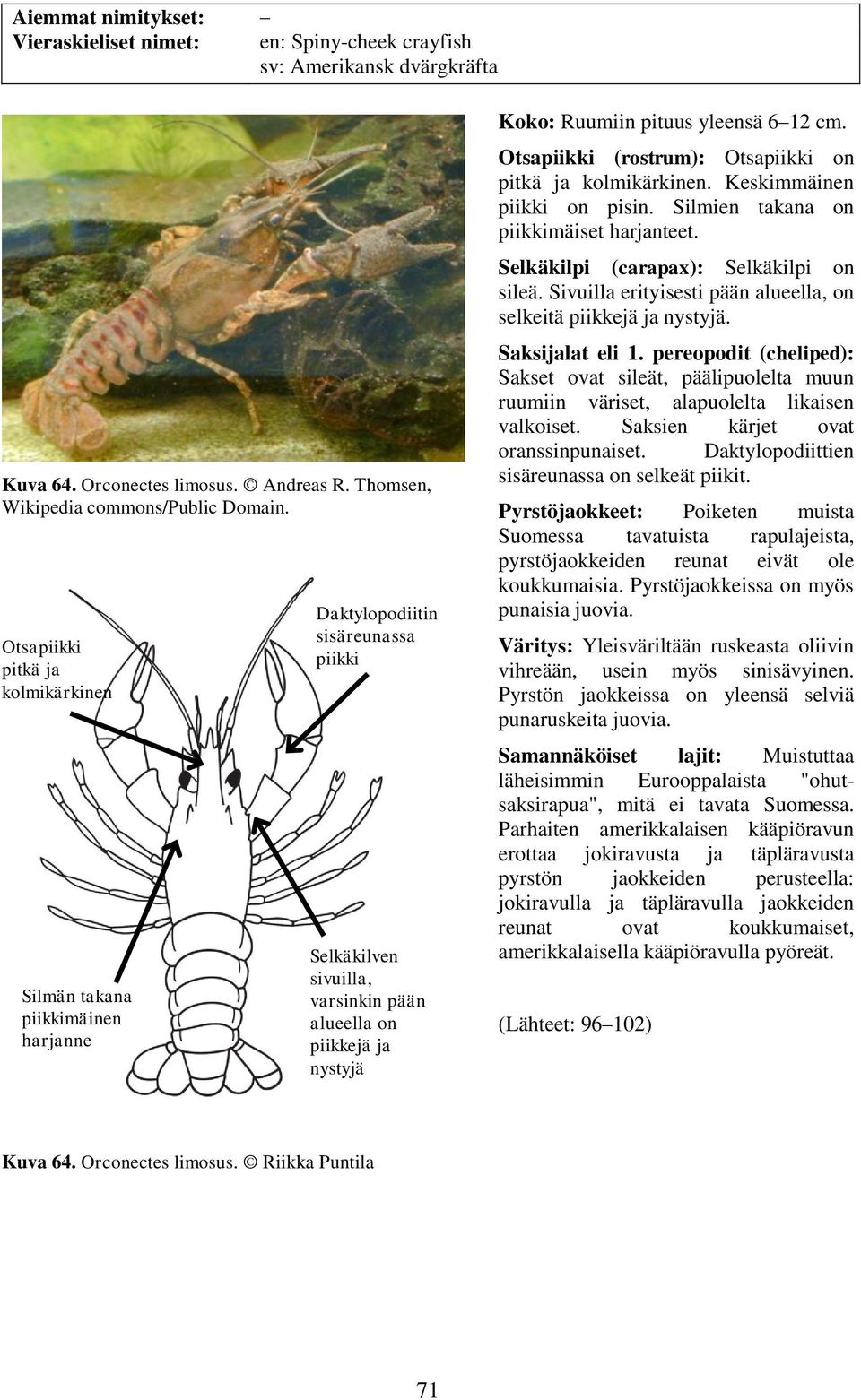 yleensä 6 12 cm. Otsapiikki (rostrum): Otsapiikki on pitkä ja kolmikärkinen. Keskimmäinen piikki on pisin. Silmien takana on piikkimäiset harjanteet. Selkäkilpi (carapax): Selkäkilpi on sileä.