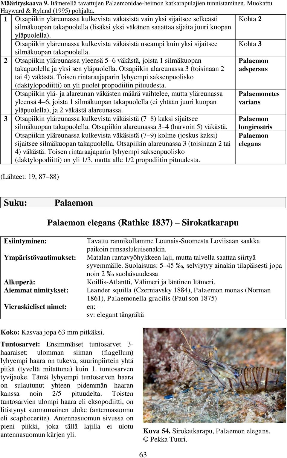 Otsapiikin yläreunassa kulkevista väkäsistä useampi kuin yksi sijaitsee Kohta 3 silmäkuopan takapuolella.