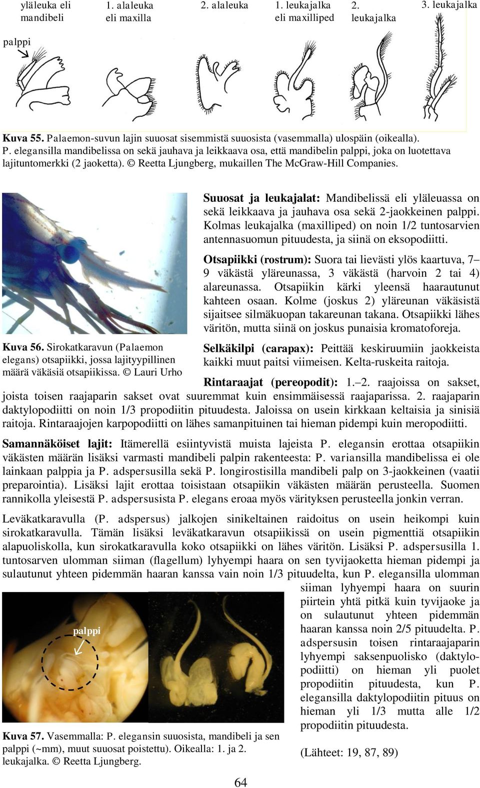 elegansilla mandibelissa on sekä jauhava ja leikkaava osa, että mandibelin palppi, joka on luotettava lajituntomerkki (2 jaoketta). Reetta Ljungberg, mukaillen The McGraw-Hill Companies. Kuva 56.