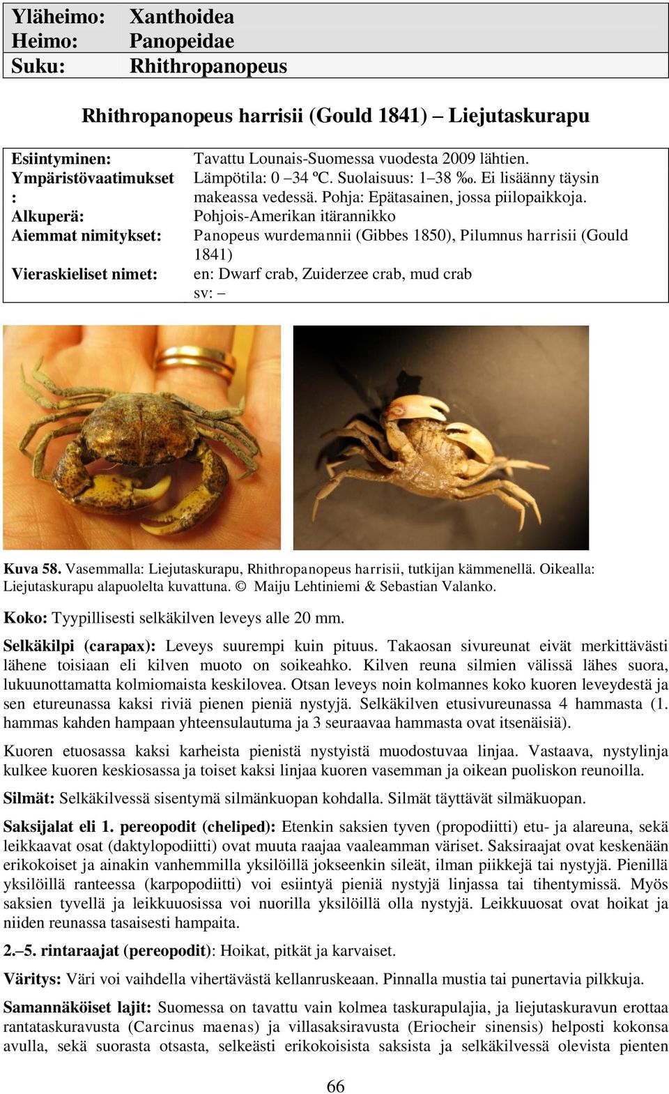 Pohjois-Amerikan itärannikko Panopeus wurdemannii (Gibbes 1850), Pilumnus harrisii (Gould 1841) en: Dwarf crab, Zuiderzee crab, mud crab sv: Kuva 58.