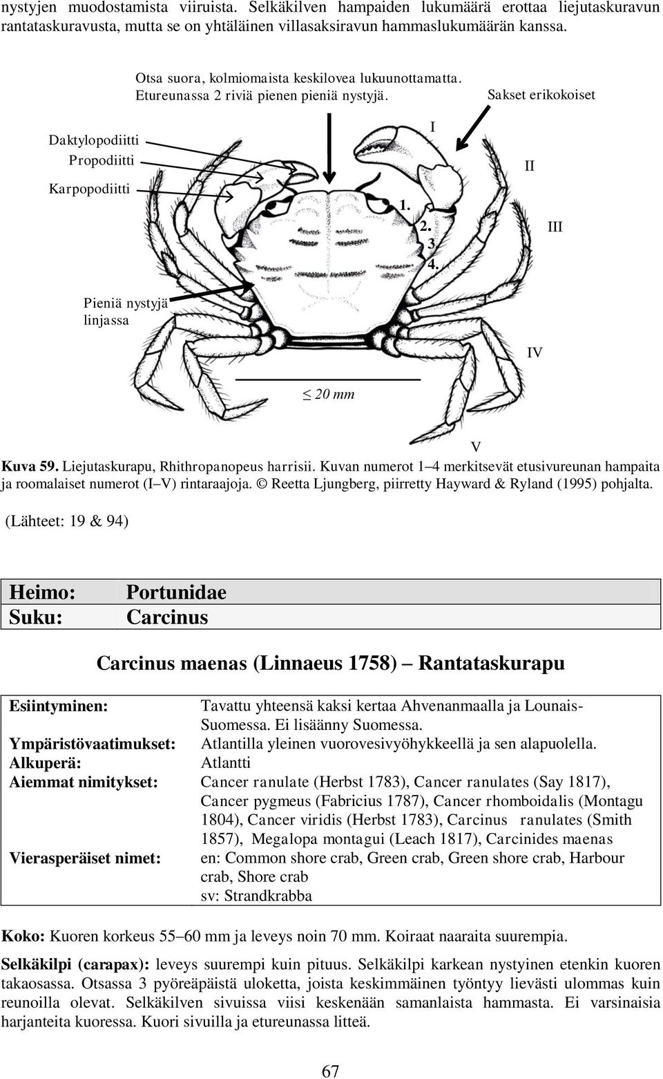 II III Pieniä nystyjä linjassa IV 20 mm V Kuva 59. Liejutaskurapu, Rhithropanopeus harrisii. Kuvan numerot 1 4 merkitsevät etusivureunan hampaita ja roomalaiset numerot (I V) rintaraajoja.