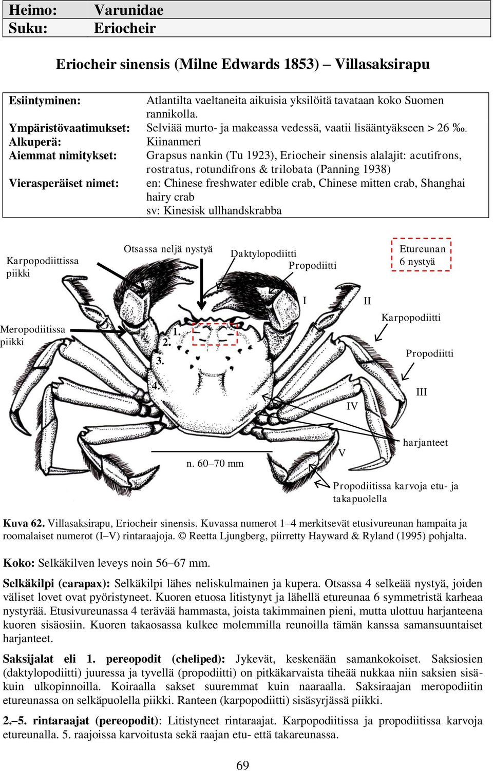 Alkuperä: Kiinanmeri Aiemmat nimitykset: Grapsus nankin (Tu 1923), Eriocheir sinensis alalajit: acutifrons, rostratus, rotundifrons & trilobata (Panning 1938) Vierasperäiset nimet: en: Chinese