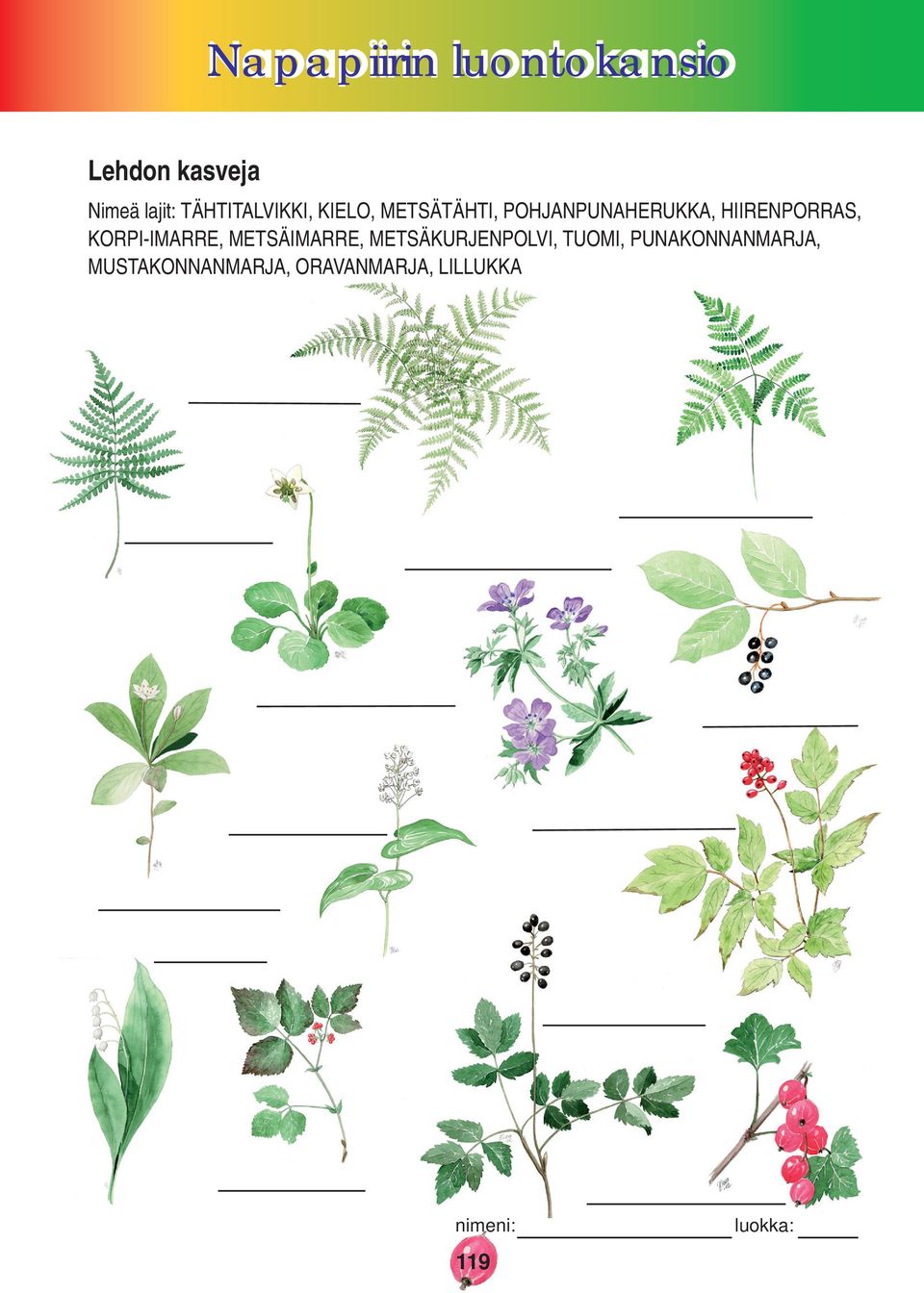 KORPI-IMARRE, METSÄIMARRE, METSÄKURJENPOLVI, TUOMI,