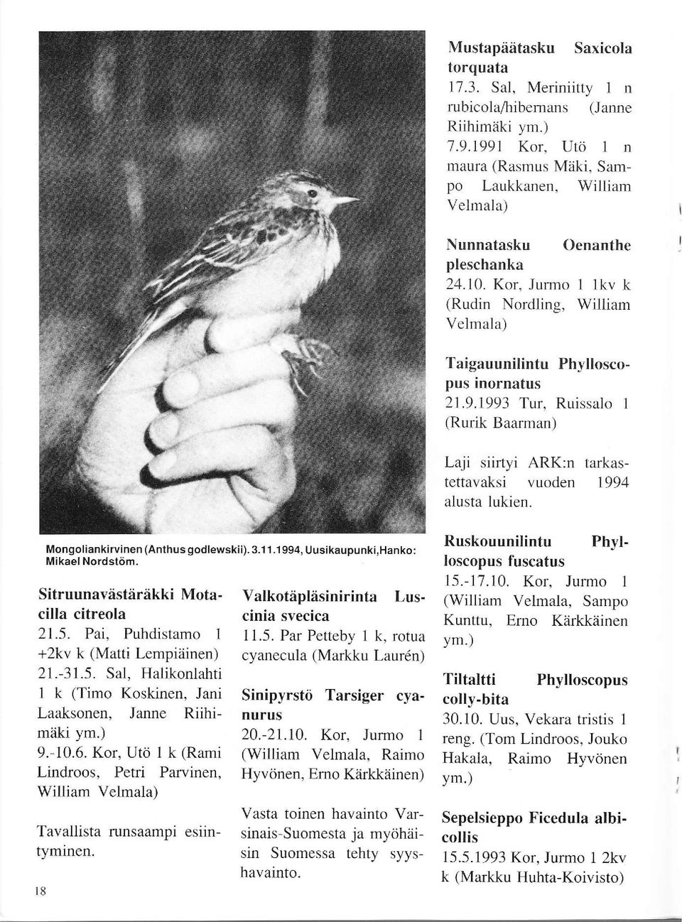 1993 Tur, Ruissalo 1 (Rurik Baarman) Laji siirtyi ARK:n tarkastettavaksi vuoden 1994 alusta lukien. Mongoliankirvinen (Anlhus godlewskii). 3. 1 1.1 994, {.Jusikaupunki,Hanko: MikaelNordstöm.