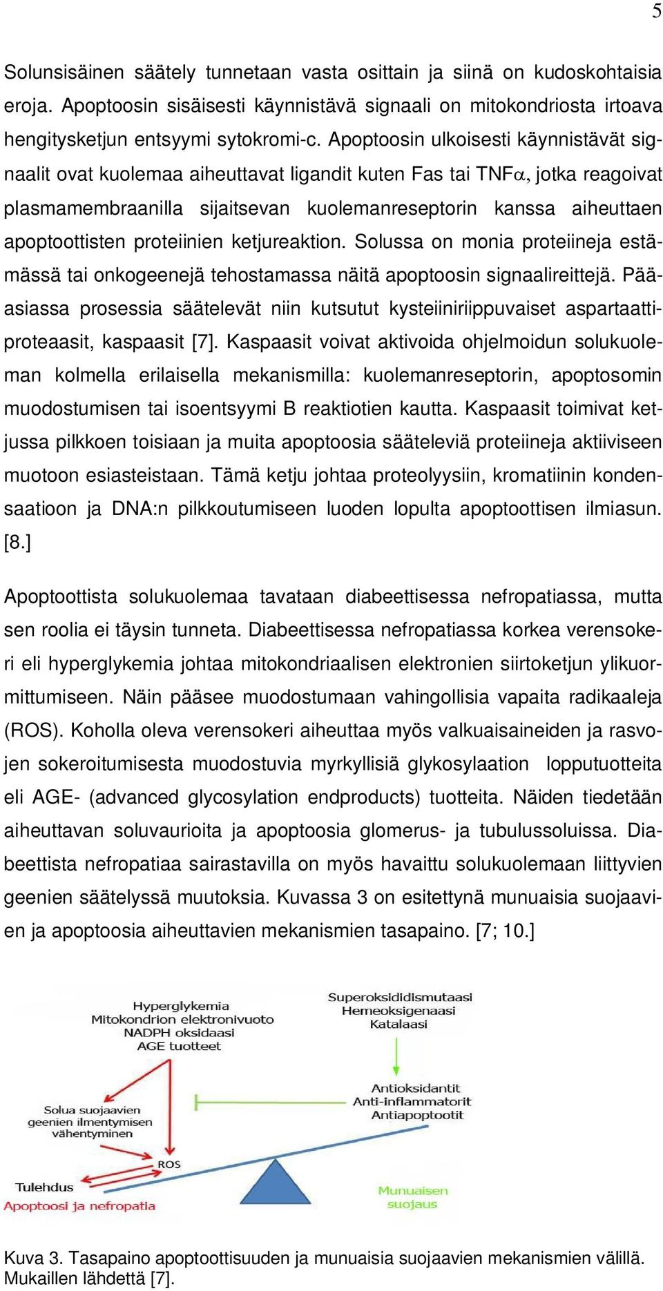 proteiinien ketjureaktion. Solussa on monia proteiineja estämässä tai onkogeenejä tehostamassa näitä apoptoosin signaalireittejä.