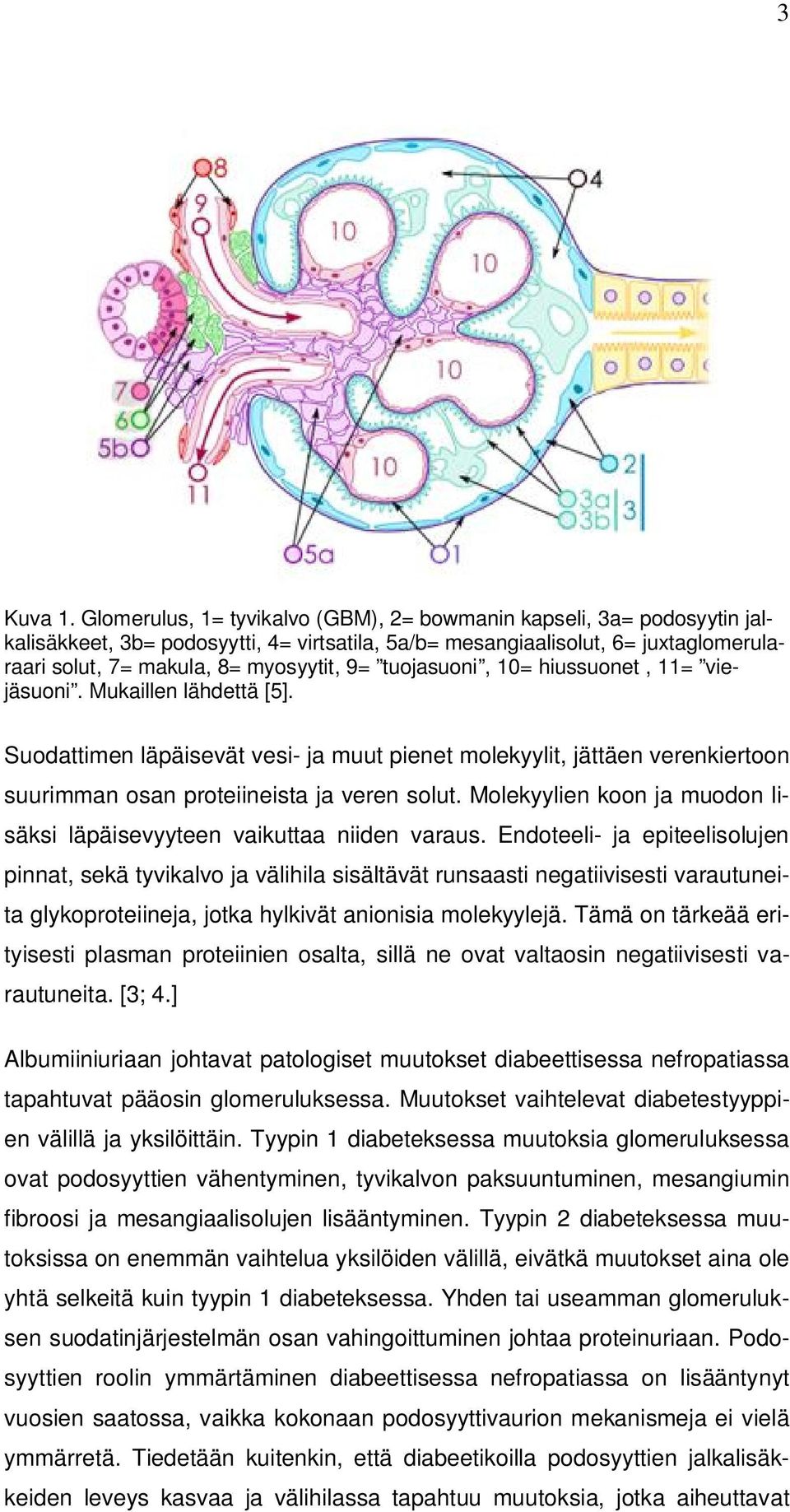 tuojasuoni, 10= hiussuonet, 11= viejäsuoni. Mukaillen lähdettä [5]. Suodattimen läpäisevät vesi- ja muut pienet molekyylit, jättäen verenkiertoon suurimman osan proteiineista ja veren solut.