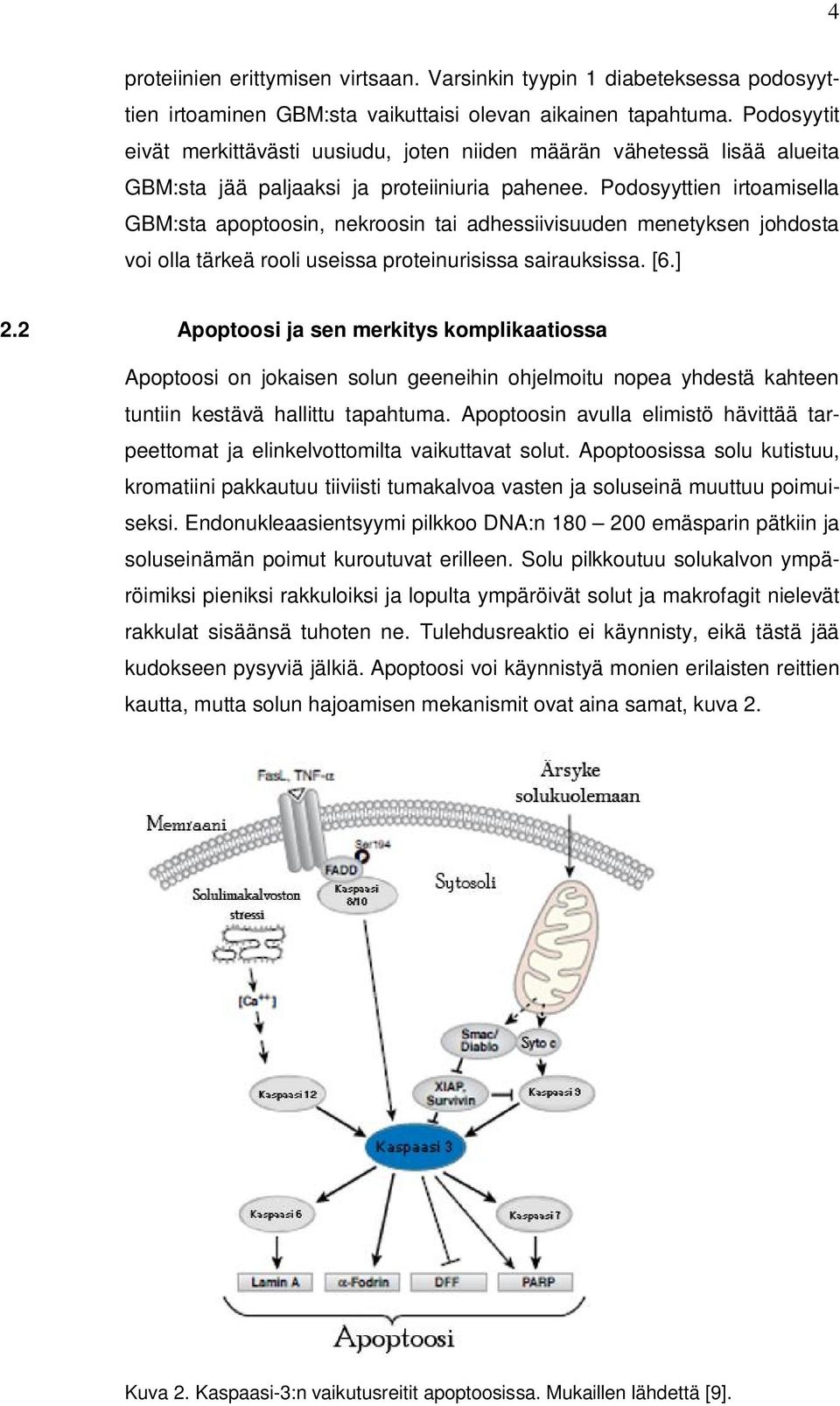 Podosyyttien irtoamisella GBM:sta apoptoosin, nekroosin tai adhessiivisuuden menetyksen johdosta voi olla tärkeä rooli useissa proteinurisissa sairauksissa. [6.] 2.