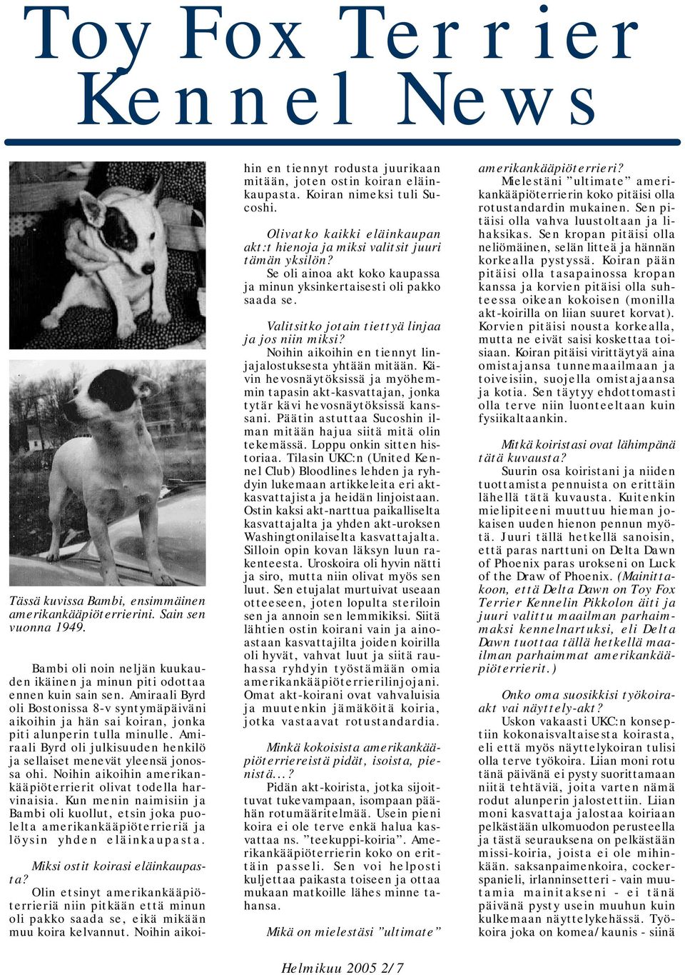 Noihin aikoihin amerikankääpiöterrierit olivat todella harvinaisia. Kun menin naimisiin ja Bambi oli kuollut, etsin joka puolelta amerikankääpiöterrieriä ja löysin yhden eläinkaupasta.