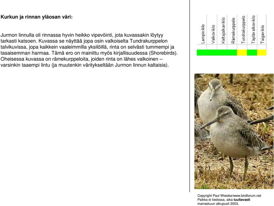 tasaisemman harmaa. Tämä ero on mainittu myös kirjallisuudessa (Shorebirds).