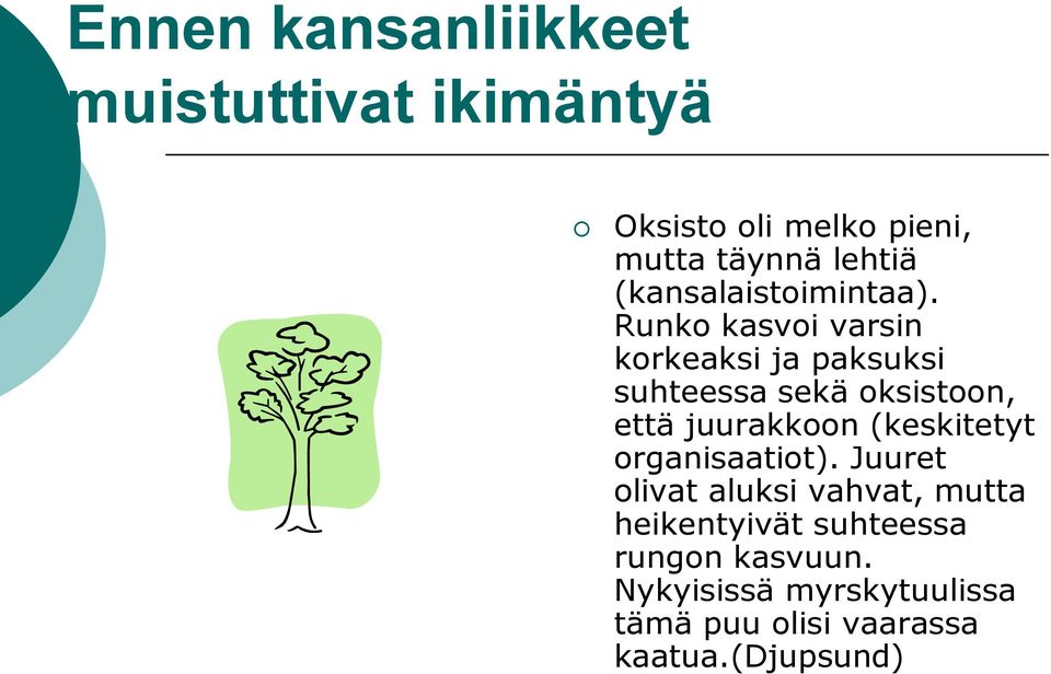 Runko kasvoi varsin korkeaksi ja paksuksi suhteessa sekä oksistoon, että juurakkoon