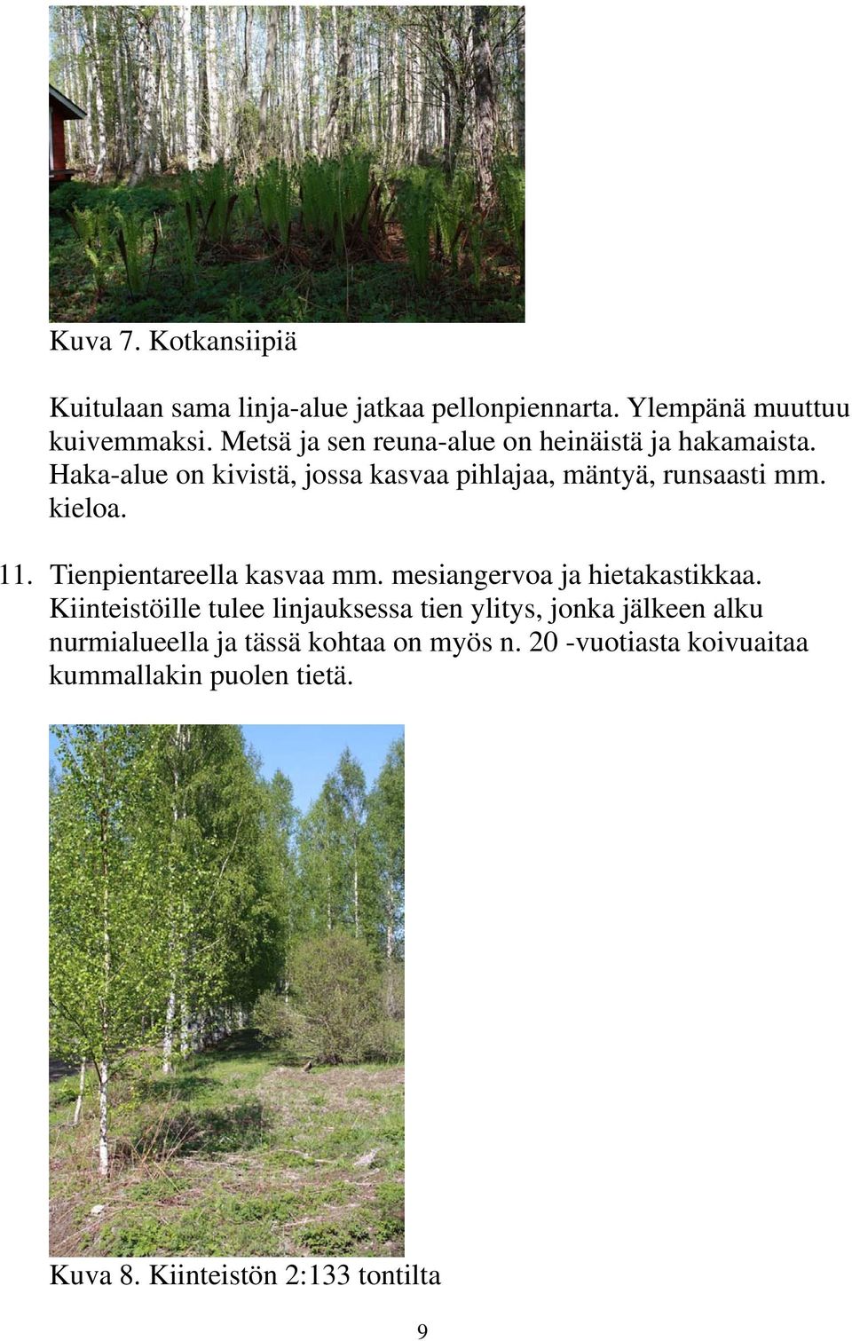 kieloa. 11. Tienpientareella kasvaa mm. mesiangervoa ja hietakastikkaa.