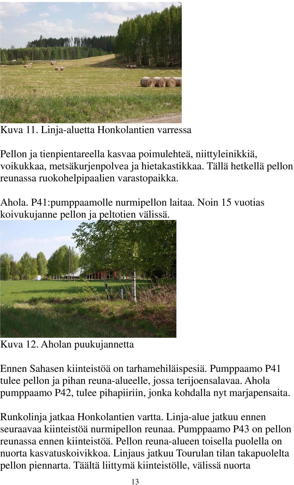 Aholan puukujannetta Ennen Sahasen kiinteistöä on tarhamehiläispesiä. Pumppaamo P41 tulee pellon ja pihan reuna-alueelle, jossa terijoensalavaa.