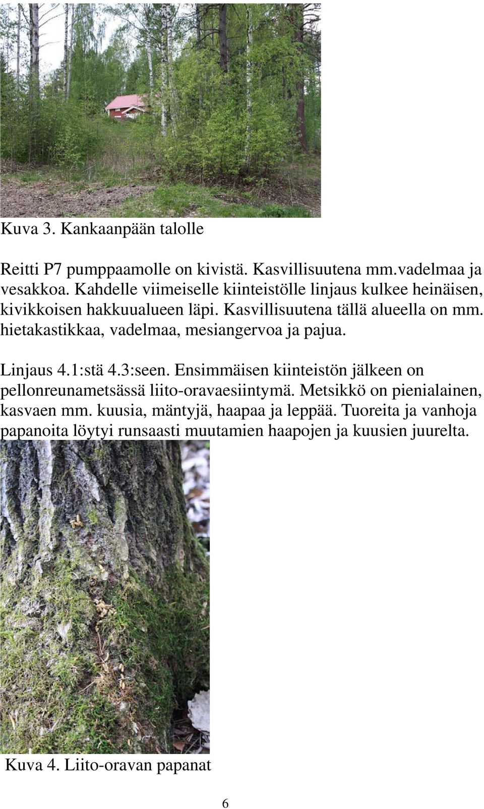 hietakastikkaa, vadelmaa, mesiangervoa ja pajua. Linjaus 4.1:stä 4.3:seen.