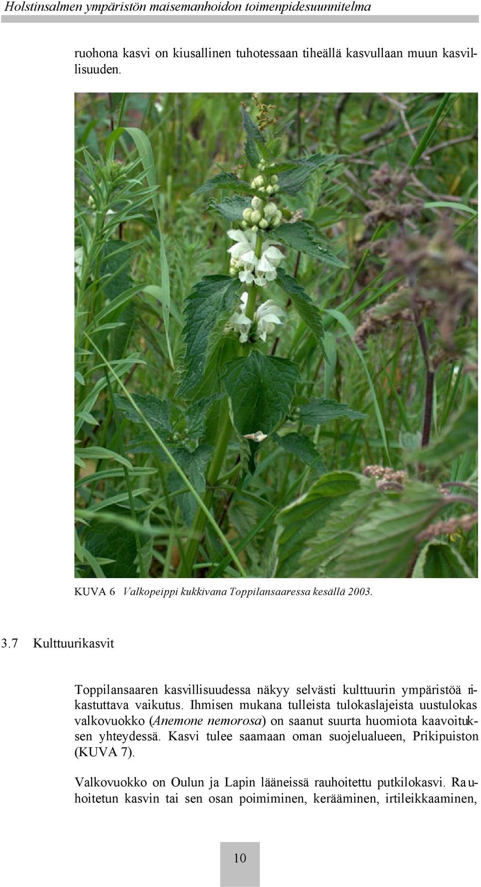 Ihmisen mukana tulleista tulokaslajeista uustulokas valkovuokko (Anemone nemorosa) on saanut suurta huomiota kaavoituksen yhteydessä.