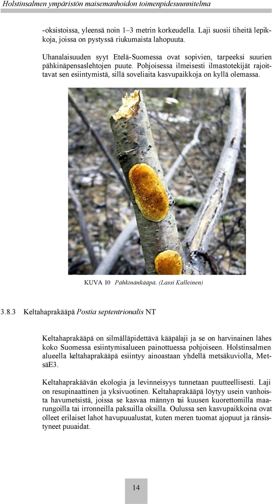 Pohjoisessa ilmeisesti ilmastotekijät rajoittavat sen esiintymistä, sillä soveliaita kasvupaikkoja on kyllä olemassa. KUVA 10 Pähkinänkääpä. (Lassi Kalleinen) 3.8.