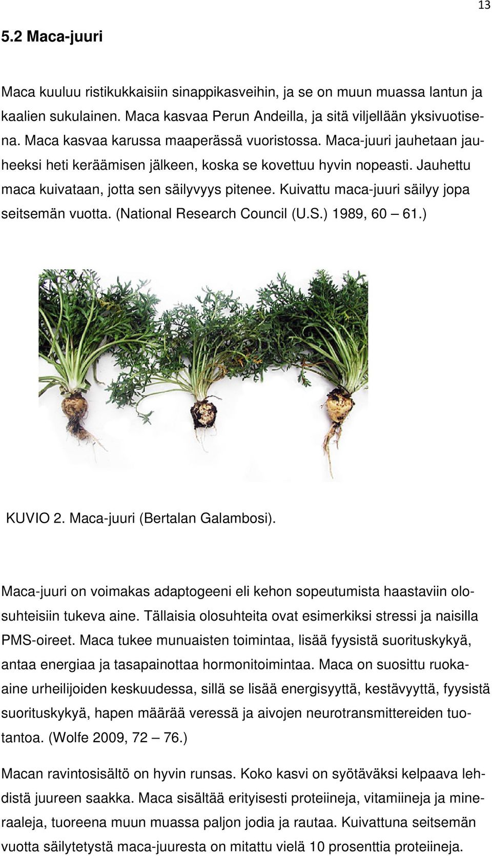 Kuivattu maca-juuri säilyy jopa seitsemän vuotta. (National Research Council (U.S.) 1989, 60 61.) KUVIO 2. Maca-juuri (Bertalan Galambosi).