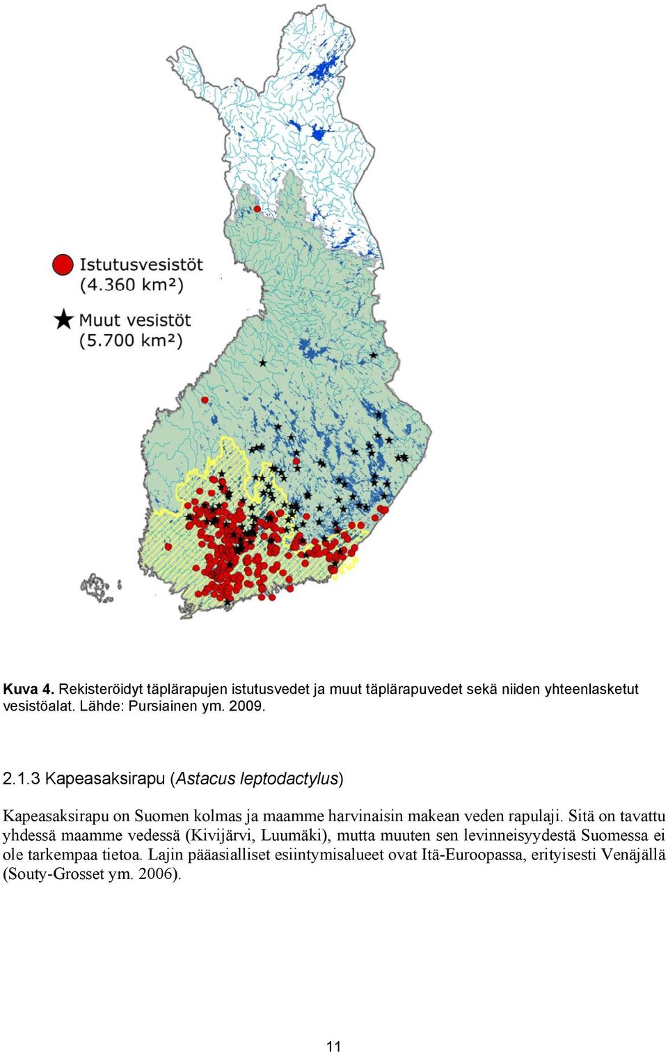 3 Kapeasaksirapu (Astacus leptodactylus) Kapeasaksirapu on Suomen kolmas ja maamme harvinaisin makean veden rapulaji.