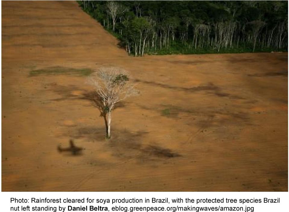 tree species Brazil nut left standing by