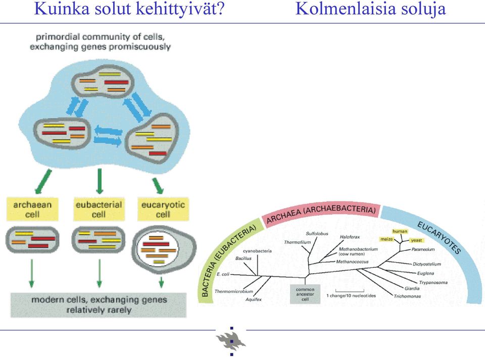 kehittyivät?