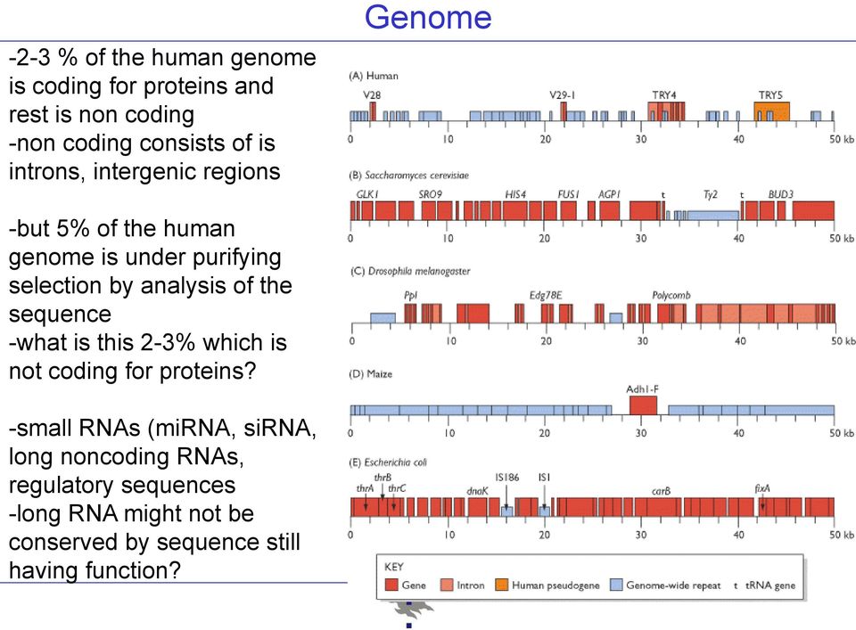 analysis of the sequence -what is this 2-3% which is not coding for proteins?