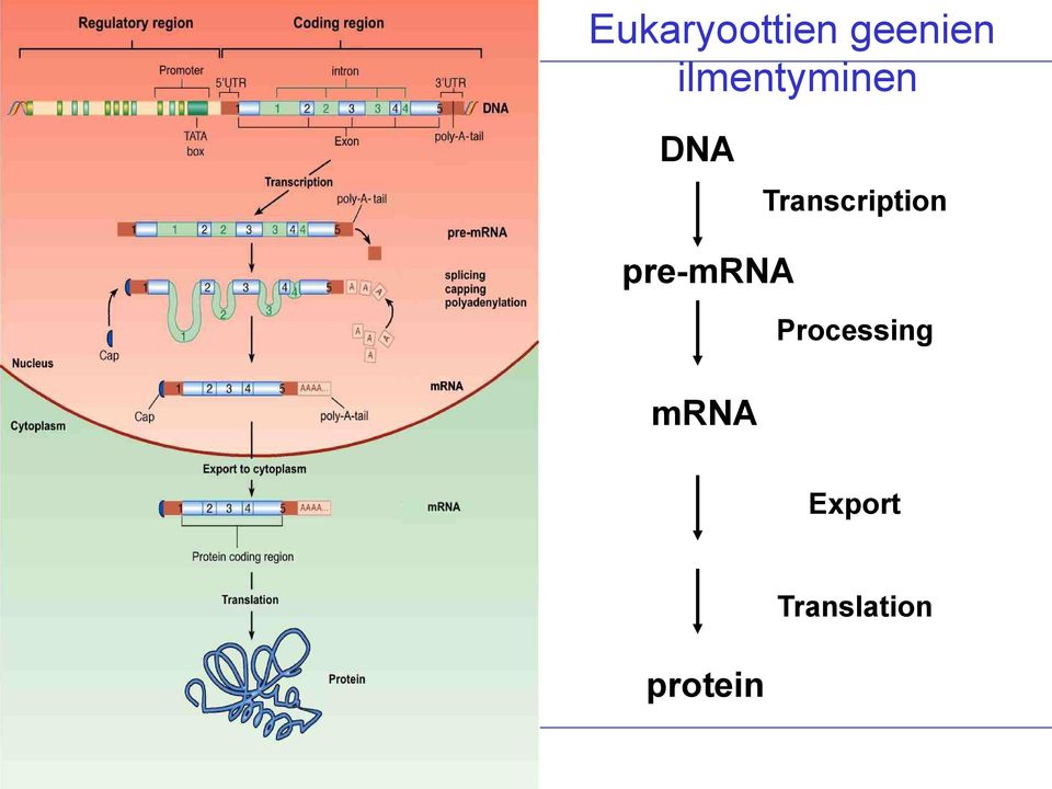 mrna Transcription