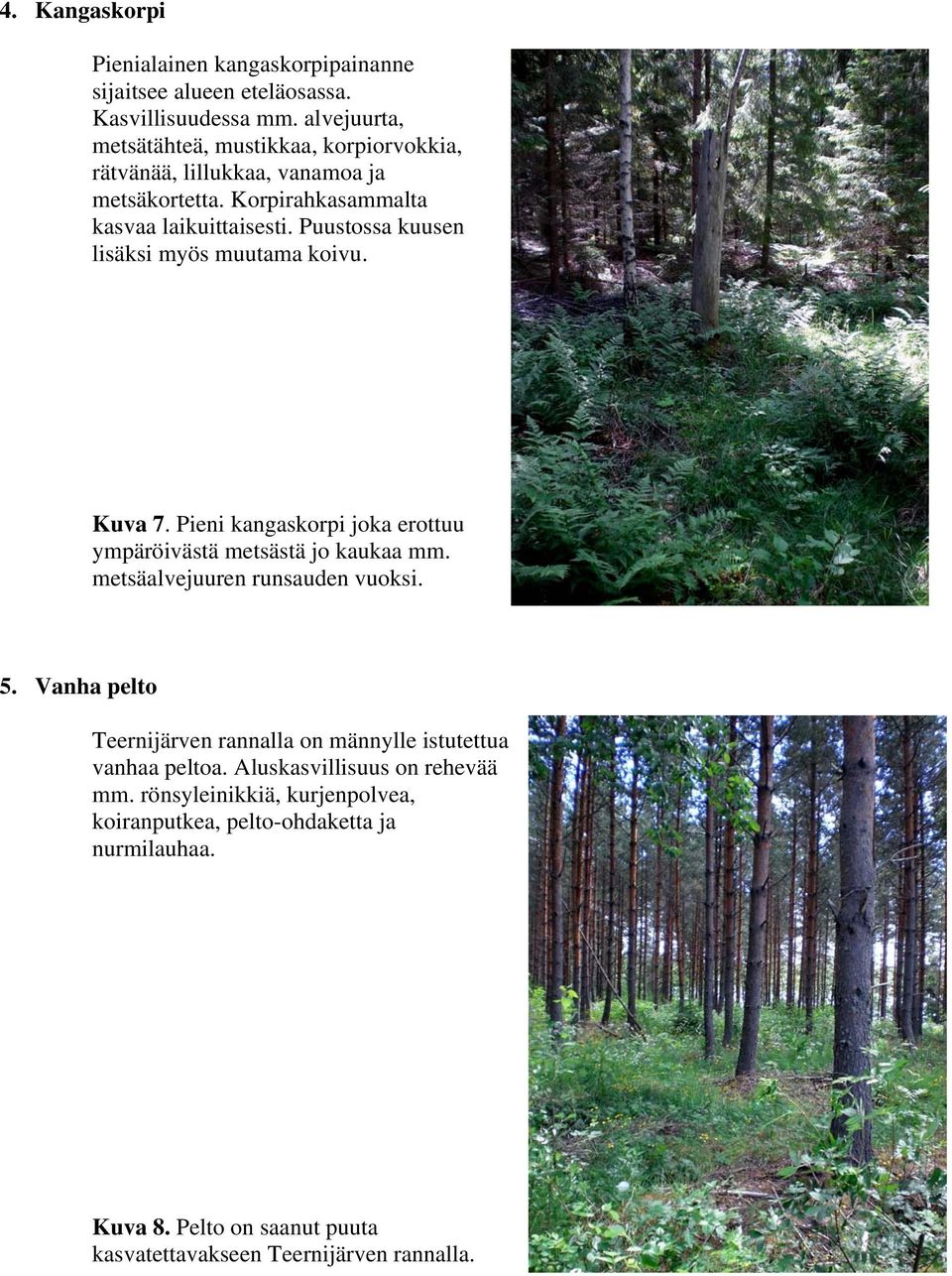 Puustossa kuusen lisäksi myös muutama koivu. Kuva 7. Pieni kangaskorpi joka erottuu ympäröivästä metsästä jo kaukaa mm. metsäalvejuuren runsauden vuoksi. 5.