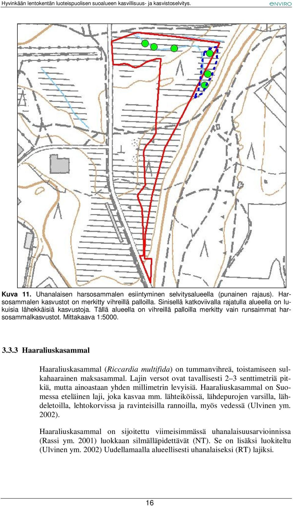 3.3 Haaraliuskasammal Haaraliuskasammal (Riccardia multifida) on tummanvihreä, toistamiseen sulkahaarainen maksasammal.