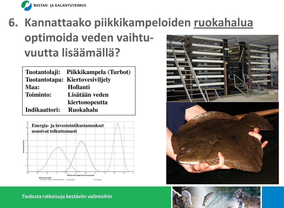 Tuotantolaji: Piikkikampela (Turbot) Tuotantotapa: Kiertovesiviljely