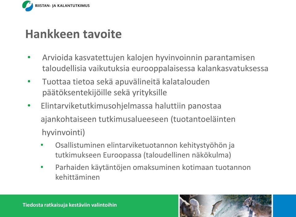 Elintarviketutkimusohjelmassa haluttiin panostaa ajankohtaiseen tutkimusalueeseen (tuotantoeläinten hyvinvointi)