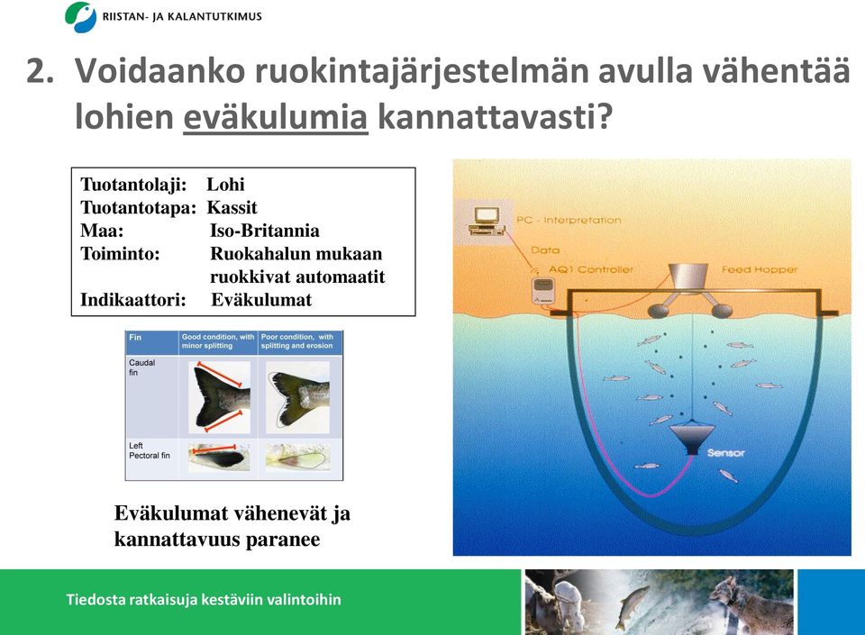 Tuotantolaji: Lohi Tuotantotapa: Kassit Maa: Iso-Britannia