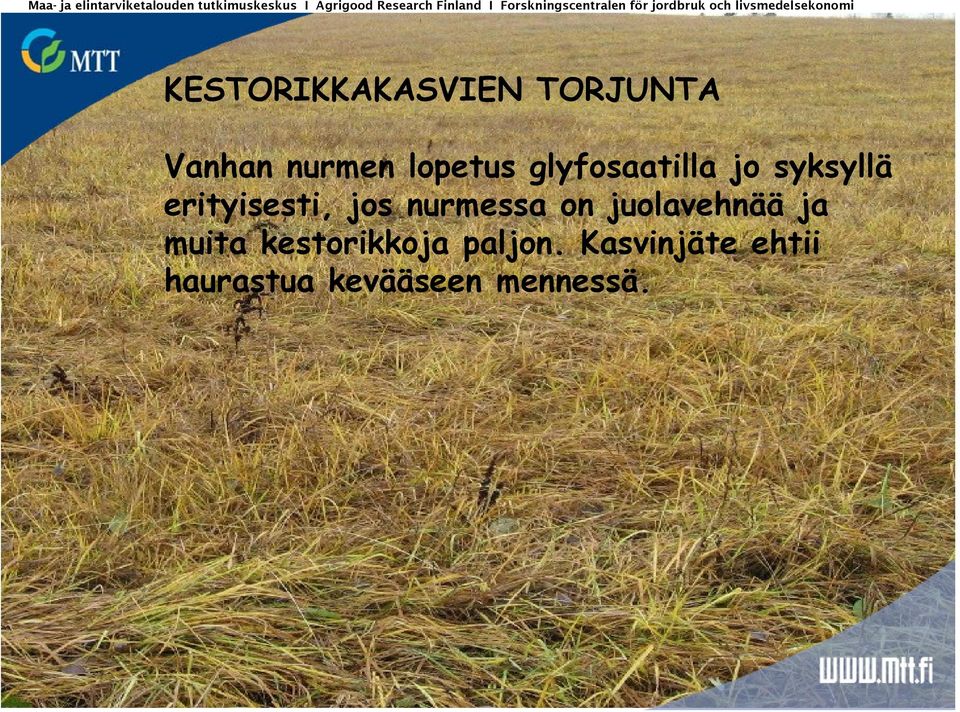 TORJUNTA Vanhan nurmen lopetus glyfosaatilla jo syksyllä erityisesti, jos