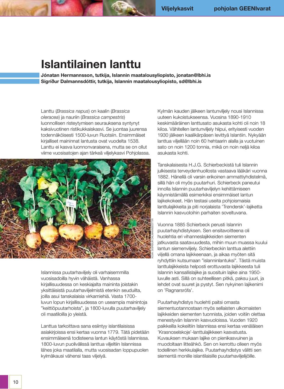 is Lanttu (Brassica napus) on kaalin (Brassica oleracea) ja nauriin (Brassica campestris) luonnollisen risteytymisen seurauksena syntynyt kaksivuotinen ristikukkaiskasvi.