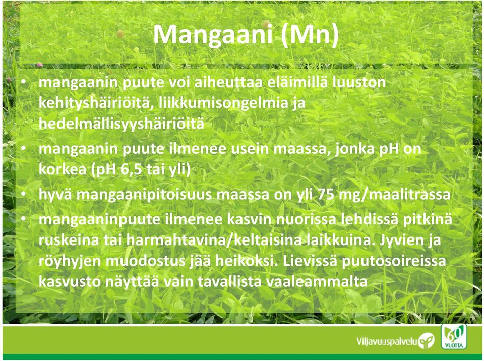 mangaanipitoisuus maassa on yli 75 mg/maalitrassa mangaaninpuute ilmenee kasvin nuorissa lehdissä pitkinä g p p