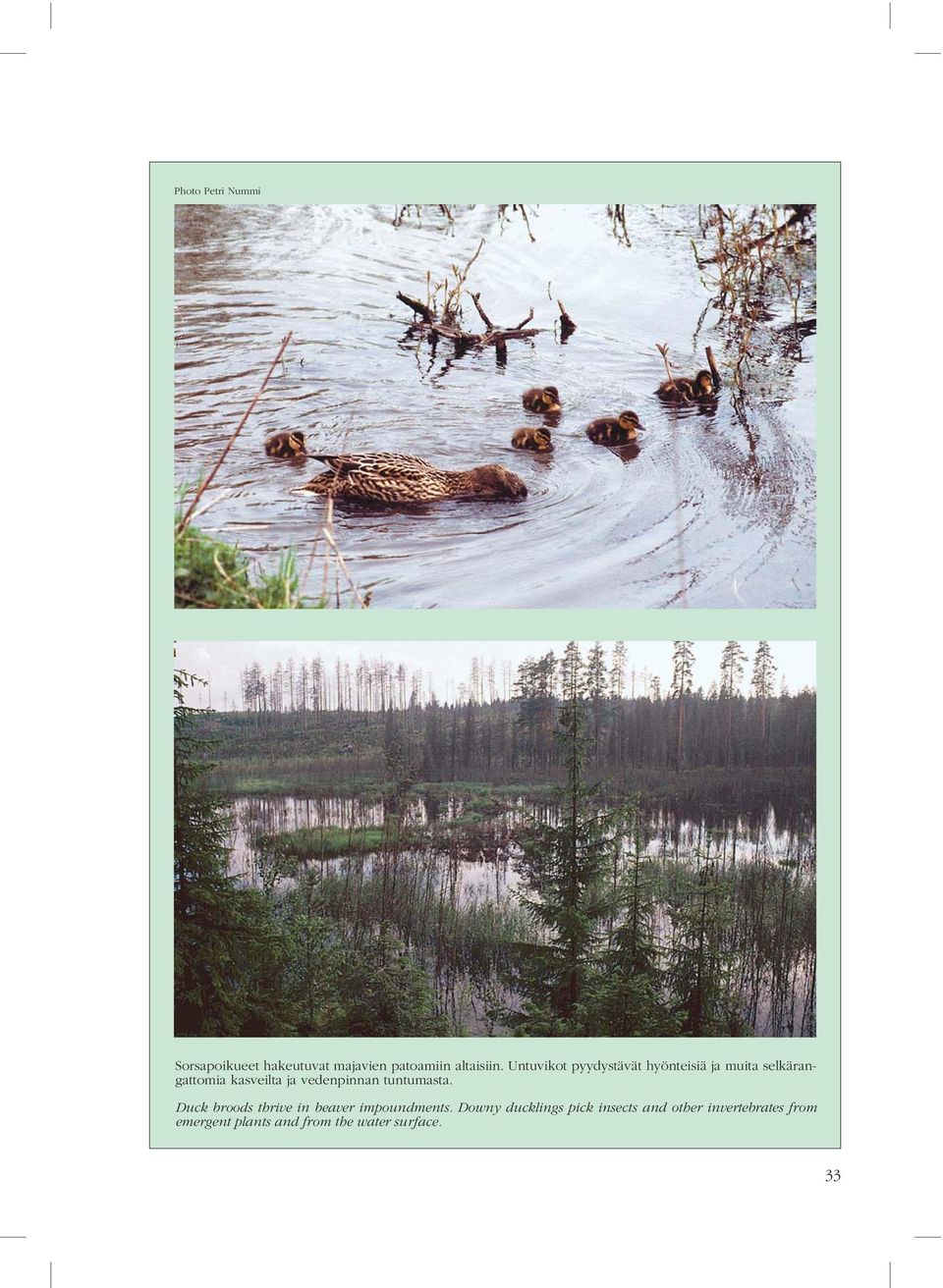 vedenpinnan tuntumasta. Duck broods thrive in beaver impoundments.
