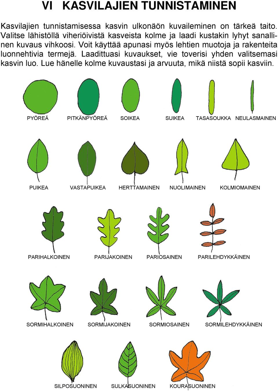 Voit käyttää apunasi myös lehtien muotoja ja rakenteita luonnehtivia termejä. Laadittuasi kuvaukset, vie toverisi yhden valitsemasi kasvin luo.