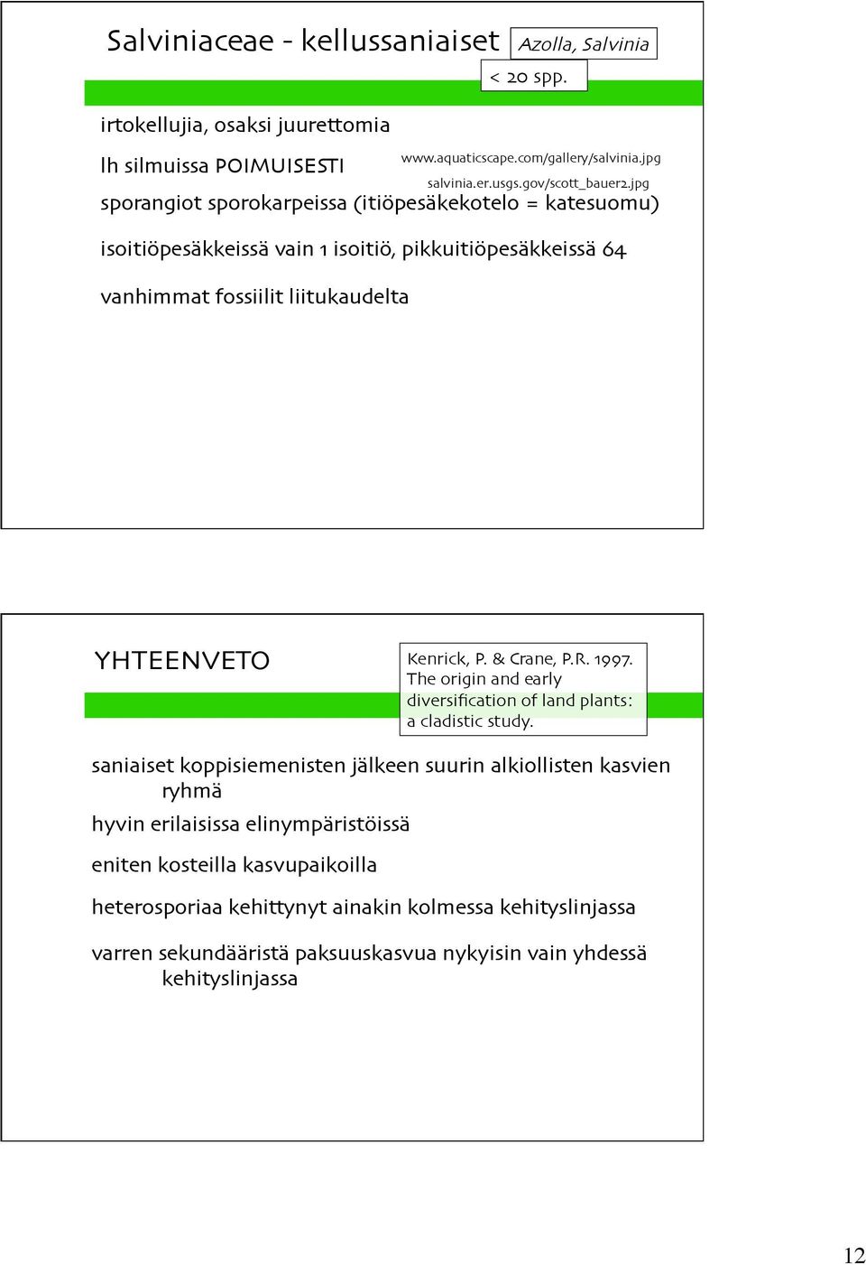 jpg sporangiot sporokarpeissa (itiöpesäkekotelo = katesuomu) isoitiöpesäkkeissä vain 1 isoitiö, pikkuitiöpesäkkeissä 64 vanhimmat fossiilit liitukaudelta YHTEENVETO Kenrick, P.