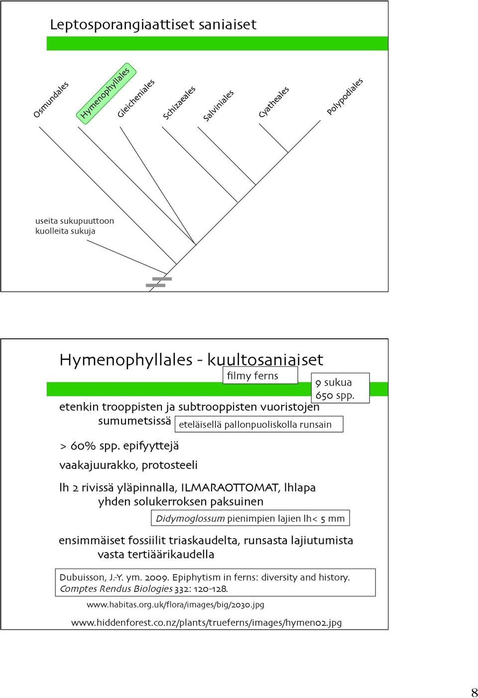 epifyyttejä vaakajuurakko, protosteeli lh 2 rivissä yläpinnalla, ILMARAOTTOMAT, lhlapa yhden solukerroksen paksuinen Didymoglossum pienimpien lajien lh< 5 mm ensimmäiset