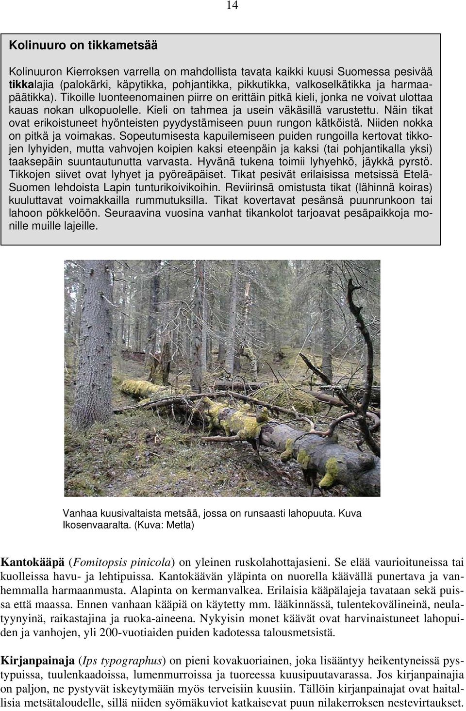 Näin tikat ovat erikoistuneet hyönteisten pyydystämiseen puun rungon kätköistä. Niiden nokka on pitkä ja voimakas.