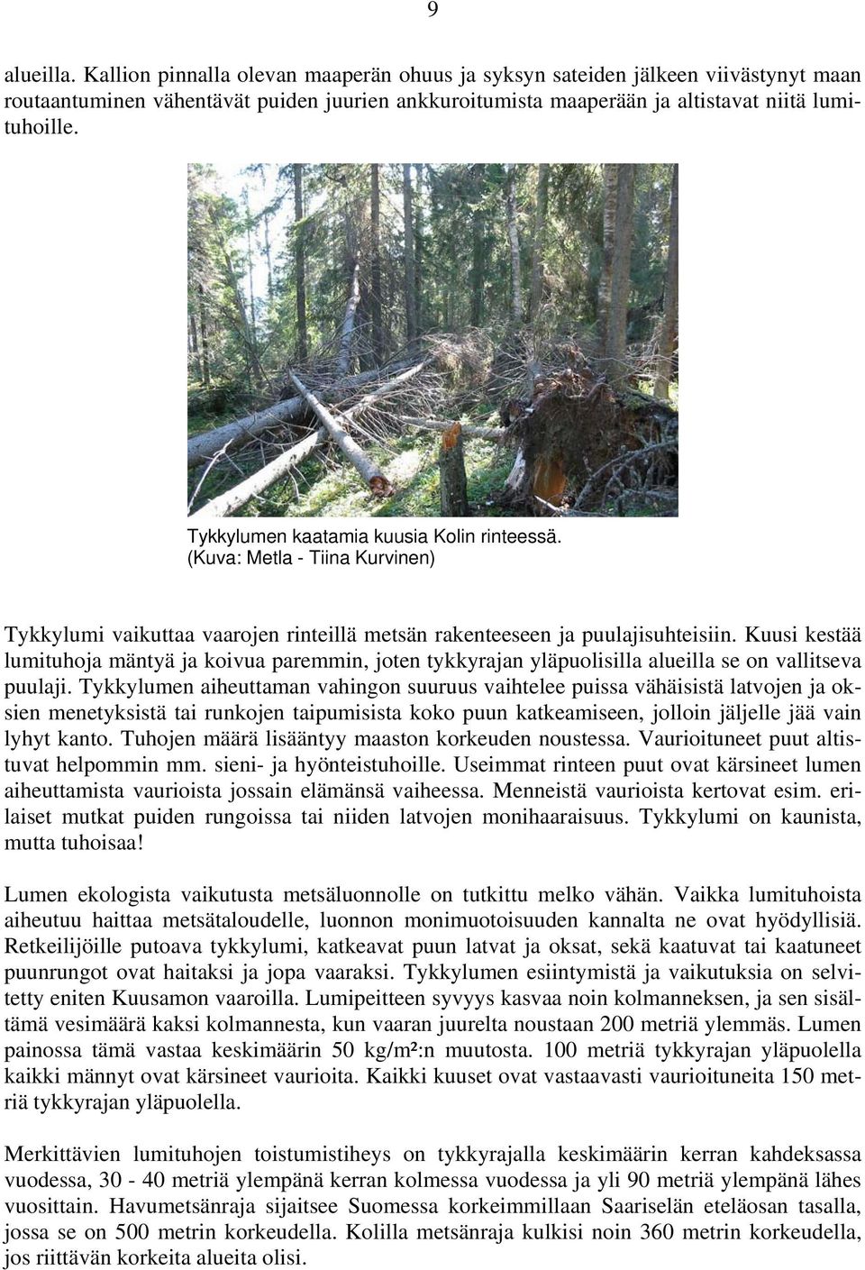 Kuusi kestää lumituhoja mäntyä ja koivua paremmin, joten tykkyrajan yläpuolisilla alueilla se on vallitseva puulaji.