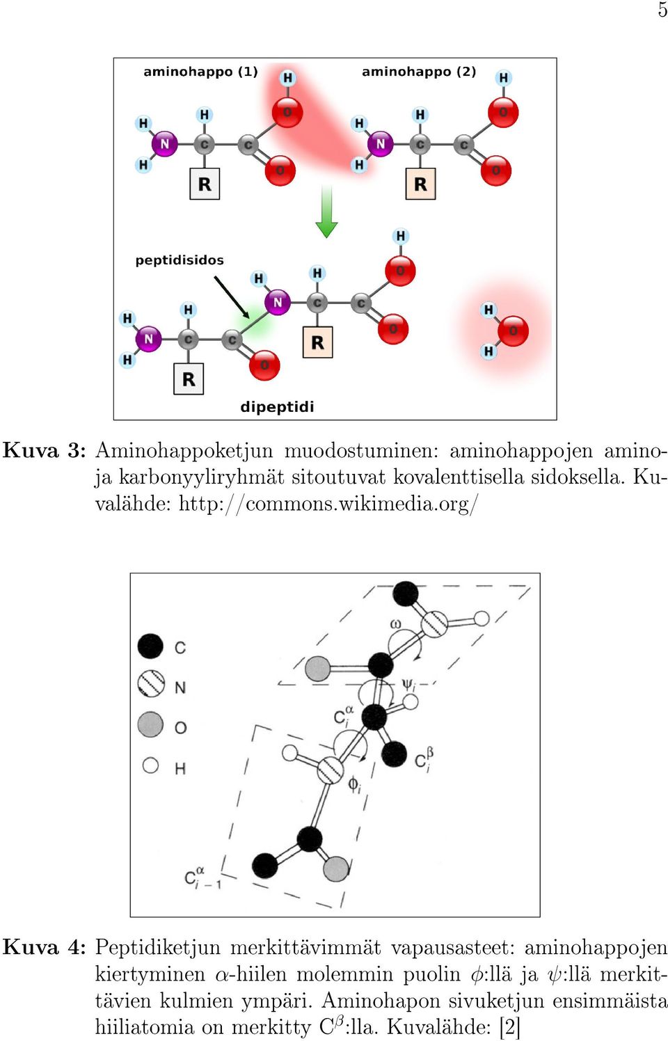 org/ Kuva 4: Peptidiketjun merkittävimmät vapausasteet: aminohappojen kiertyminen α-hiilen