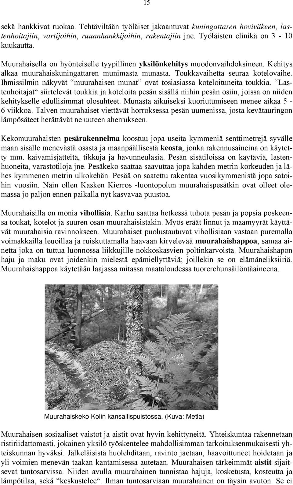 Ihmissilmin näkyvät muurahaisen munat ovat tosiasiassa koteloituneita toukkia.